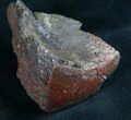 Polished Agatized Dinosaur Bone - Brilliant Red #7845-1